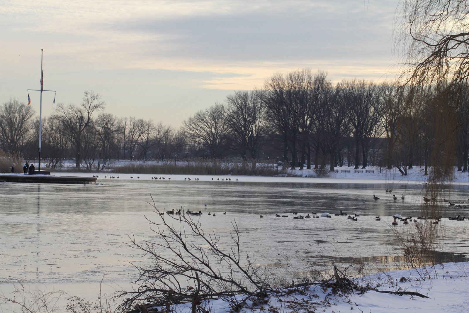 Waterbirds on a partly frozen Baisley Pond, with snowbanks and bare trees.