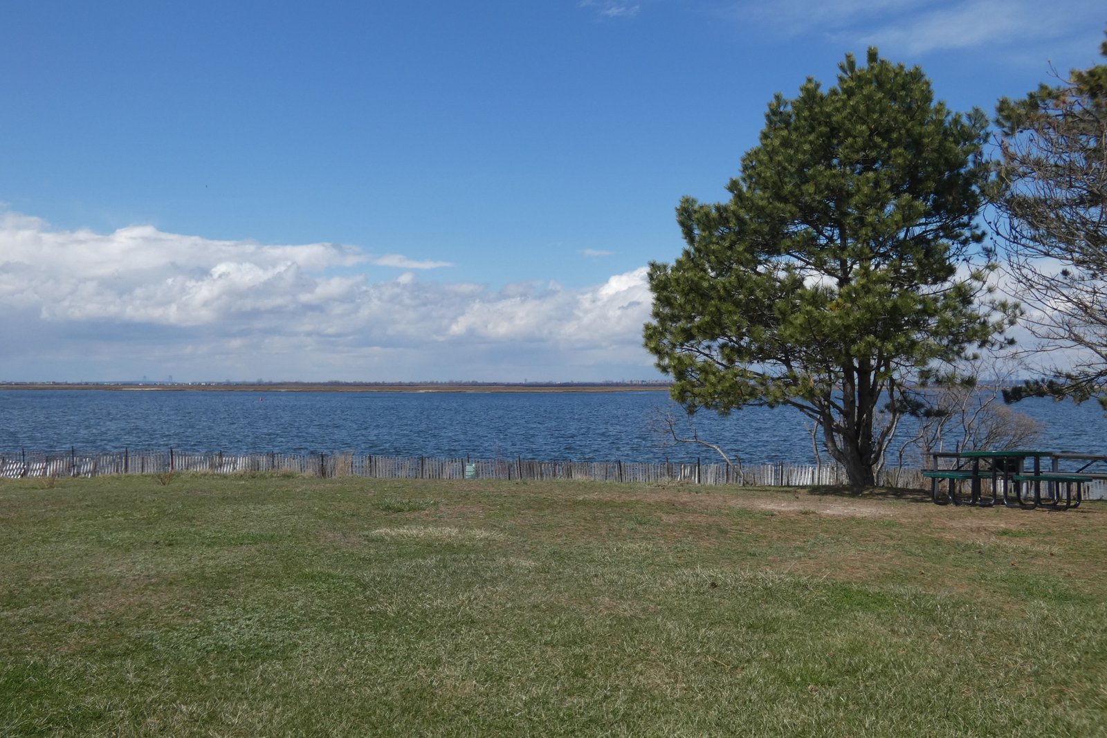 Grass, a pine tree and picnic tables beside Jamaica Bay at Bayswater Point State Park, March 2022.