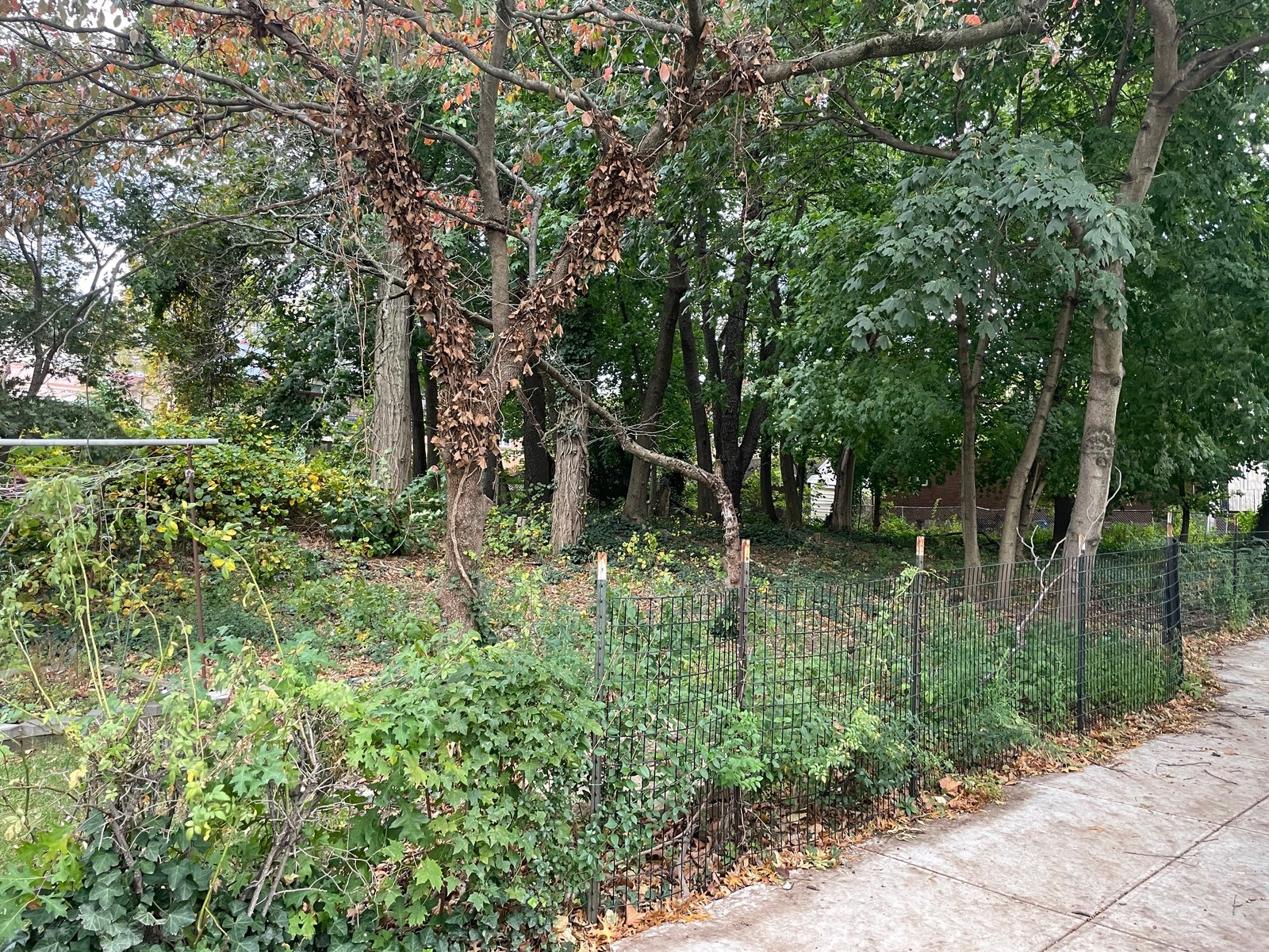 The wooded Brinckerhoff Cemetery site behind a low iron fence beside the sidewalk.