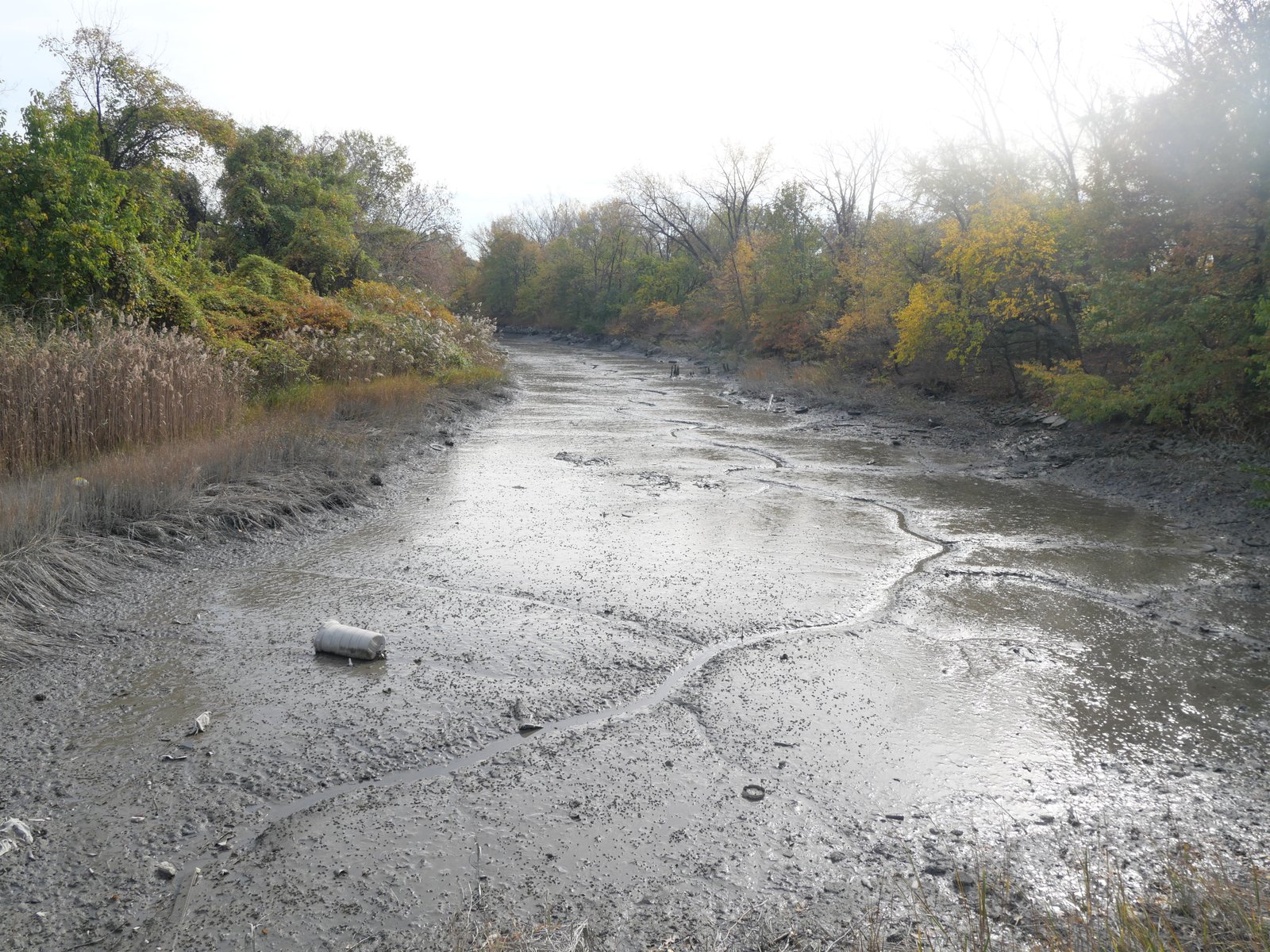 Pugsley Creek at low tide, with exposed mud, reeds and autumn trees along its banks.