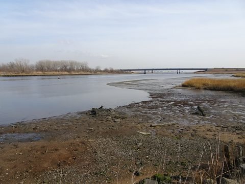 Low water and marsh grasses at the mouth of Paerdegat Basin.