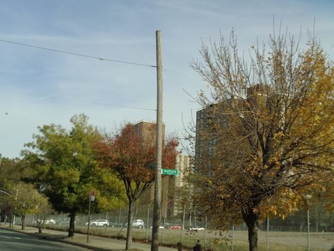 Trees and apartment towers near Flatlands Avenue and Sheffield Avenue.